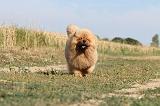 CHOW CHOW 042